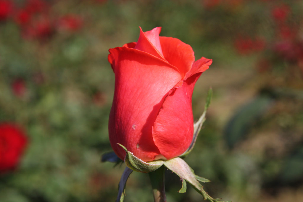 růže Climbing Super Star