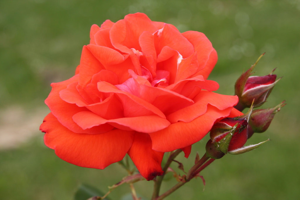 růže Climbing Super Star