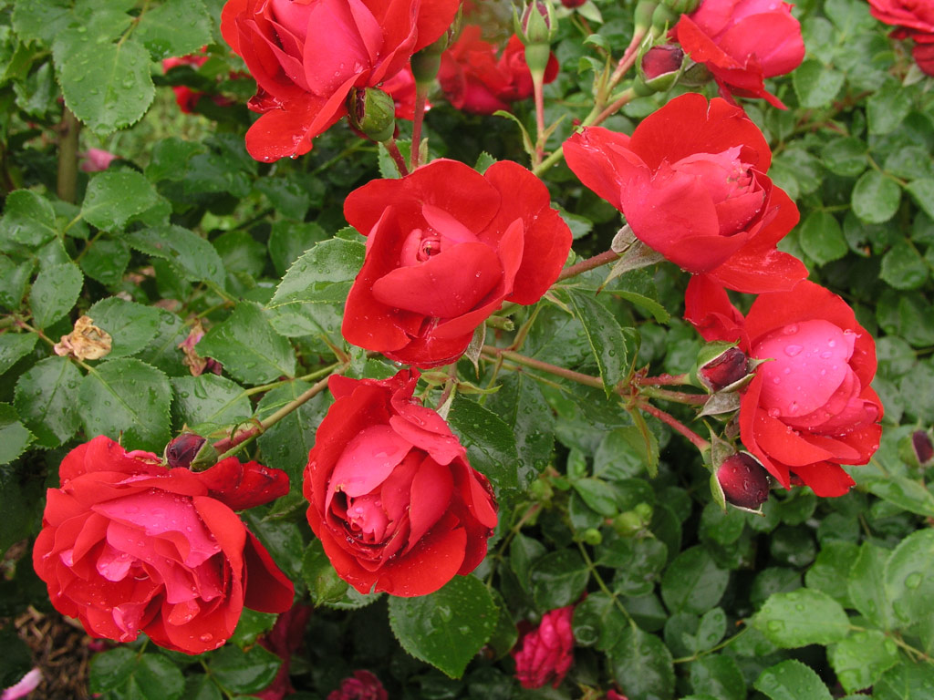 růže Colossal Meidiland