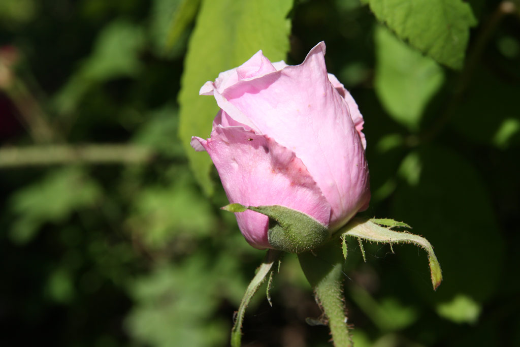 růže Comte de Chambord