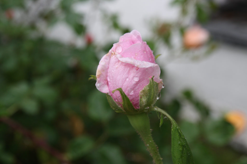 růže Comte de Chambord