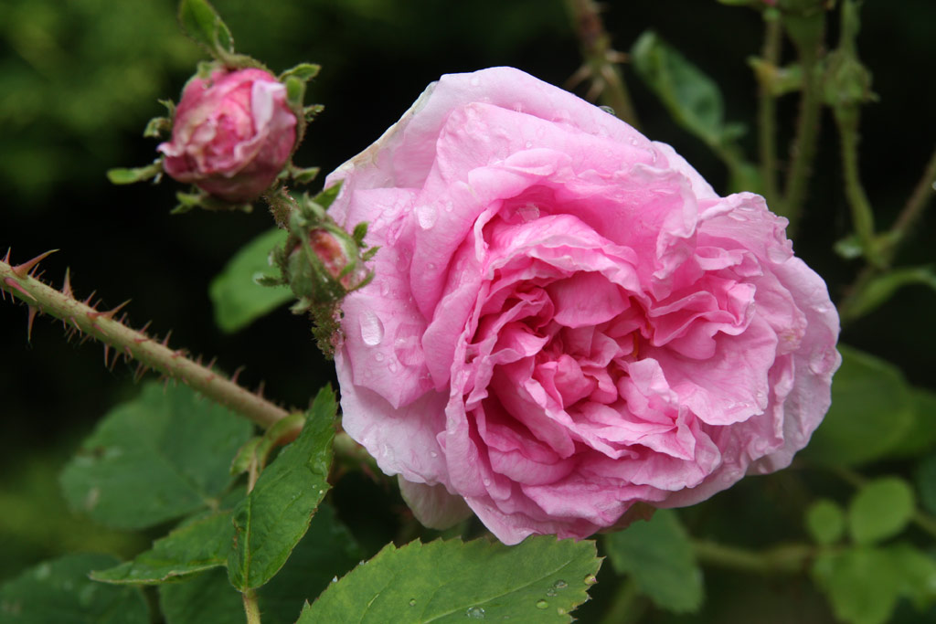 růže Comte de Chambord