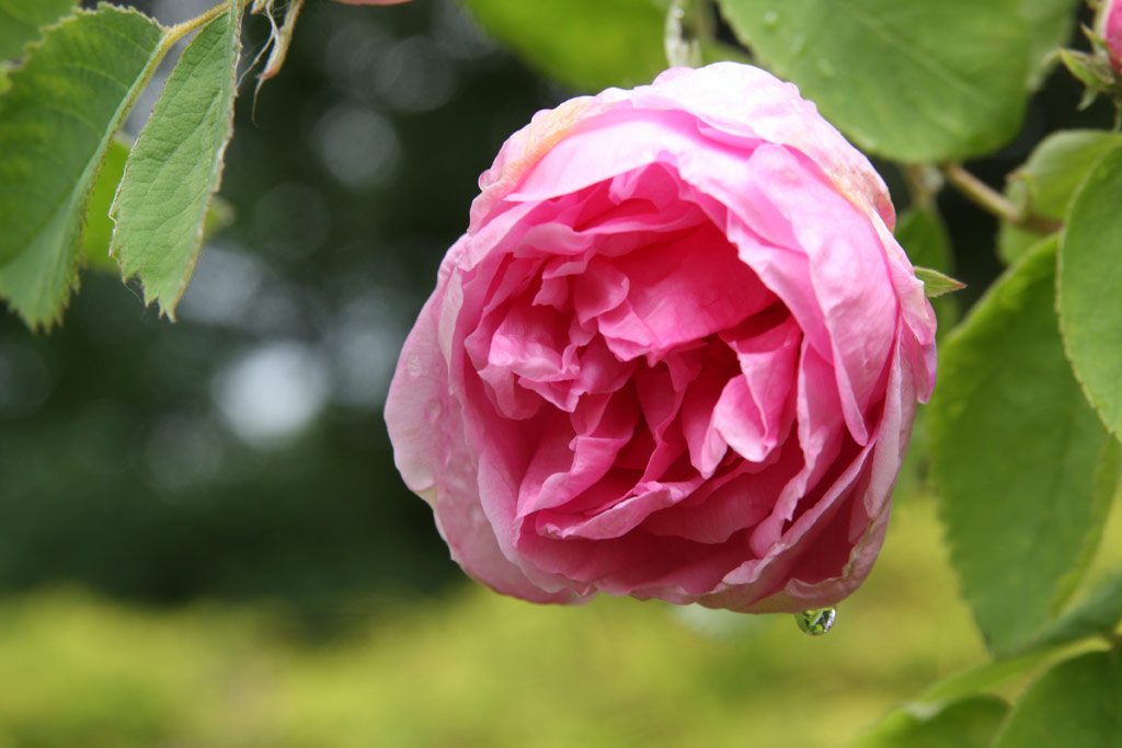 růže Comte de Chambord
