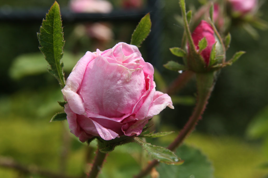 růže Comte de Chambord