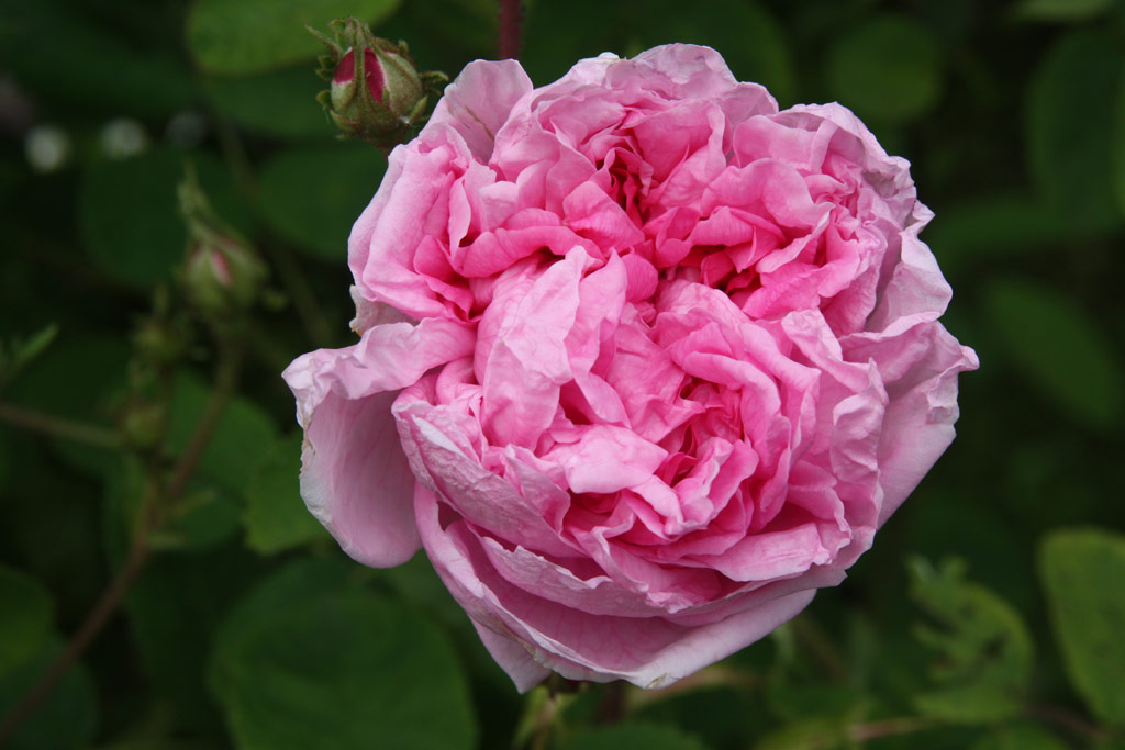 růže Comte de Chambord