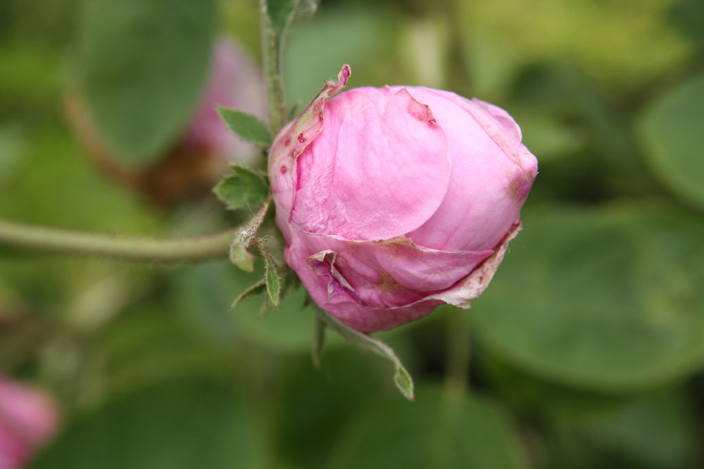 růže Comte de Chambord
