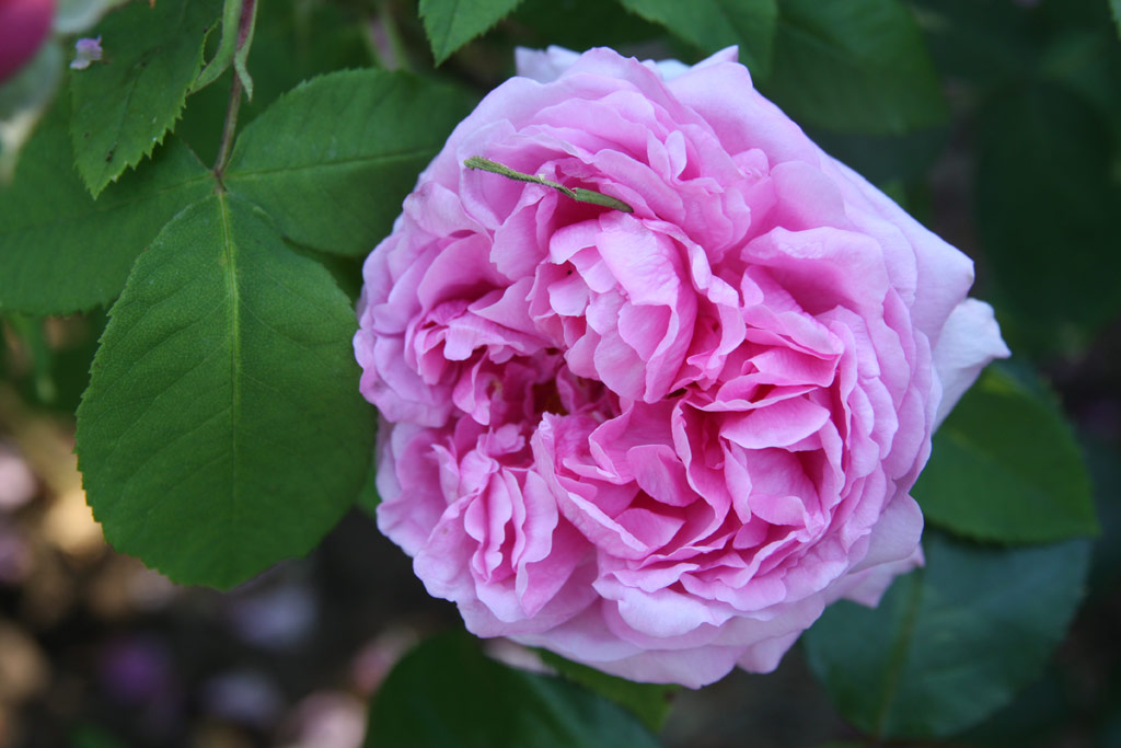 růže Comte de Chambord