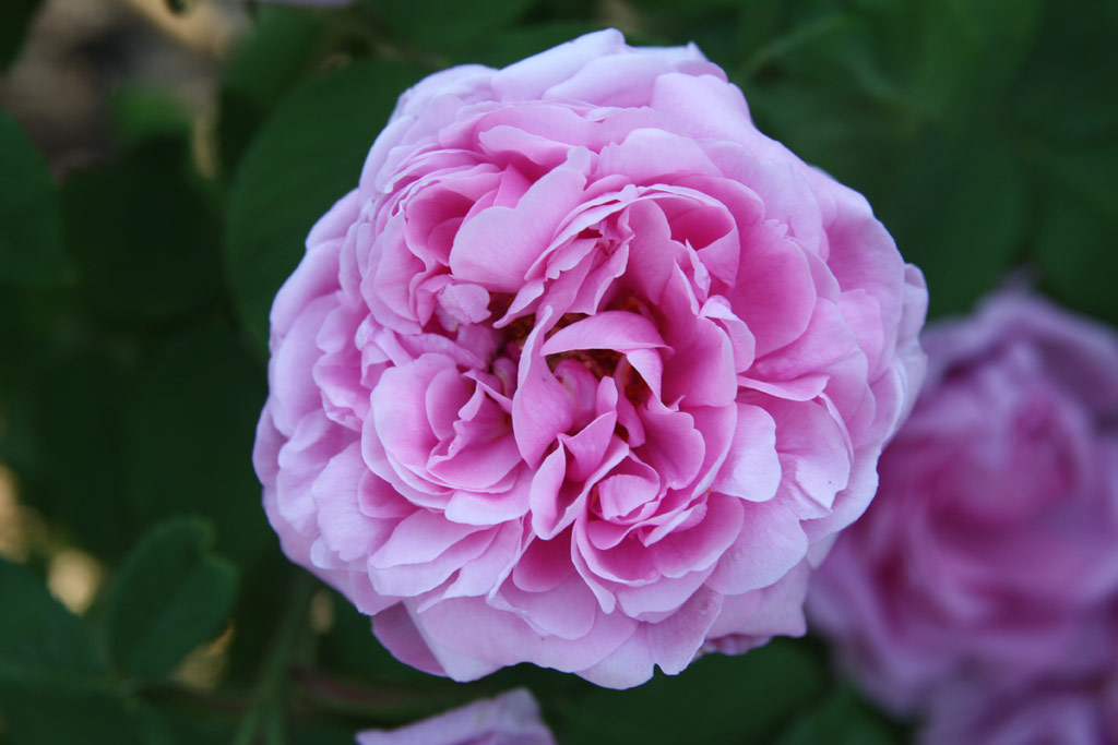 růže Comte de Chambord