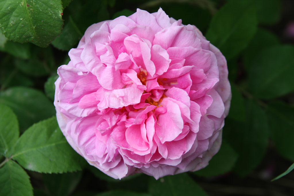 růže Comte de Chambord