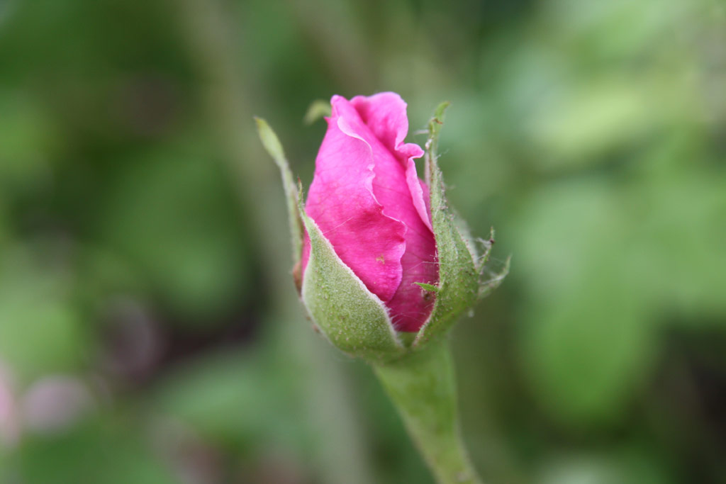 růže Comte de Chambord