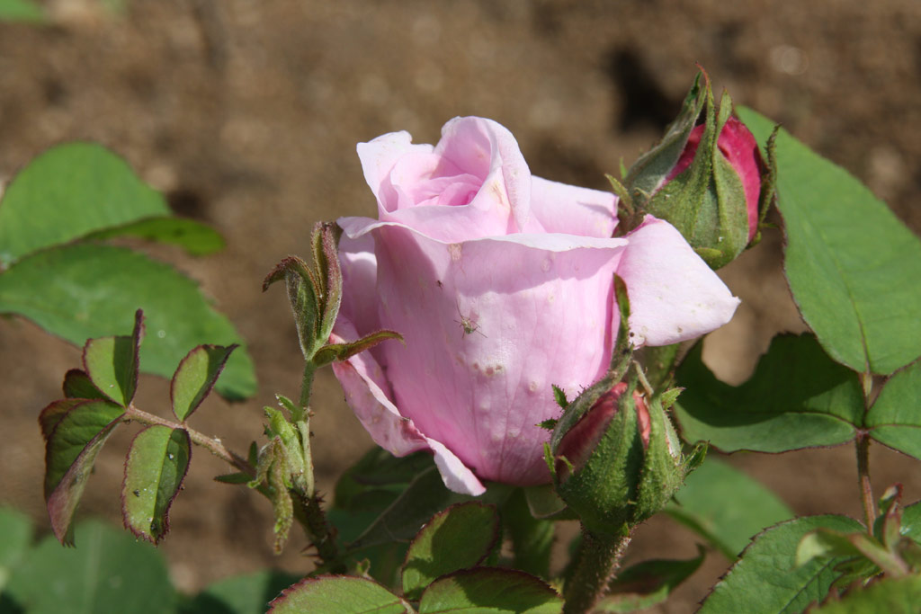 růže Comte de Chambord