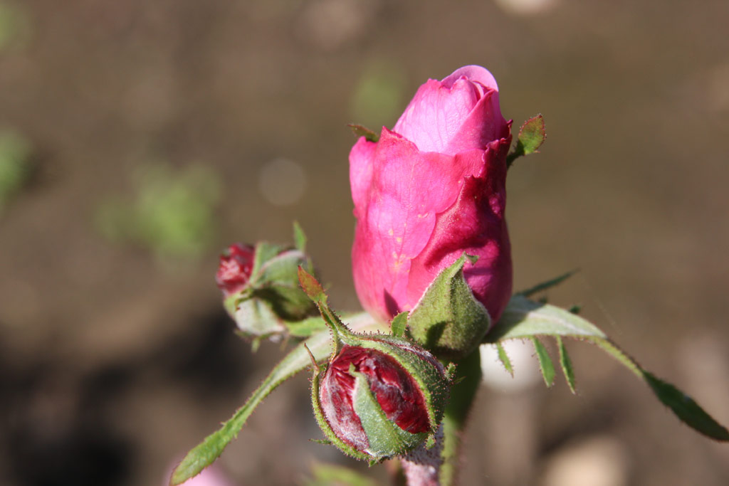 růže Comte de Chambord