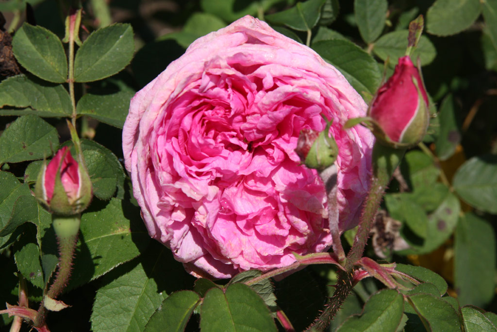 růže Comte de Chambord