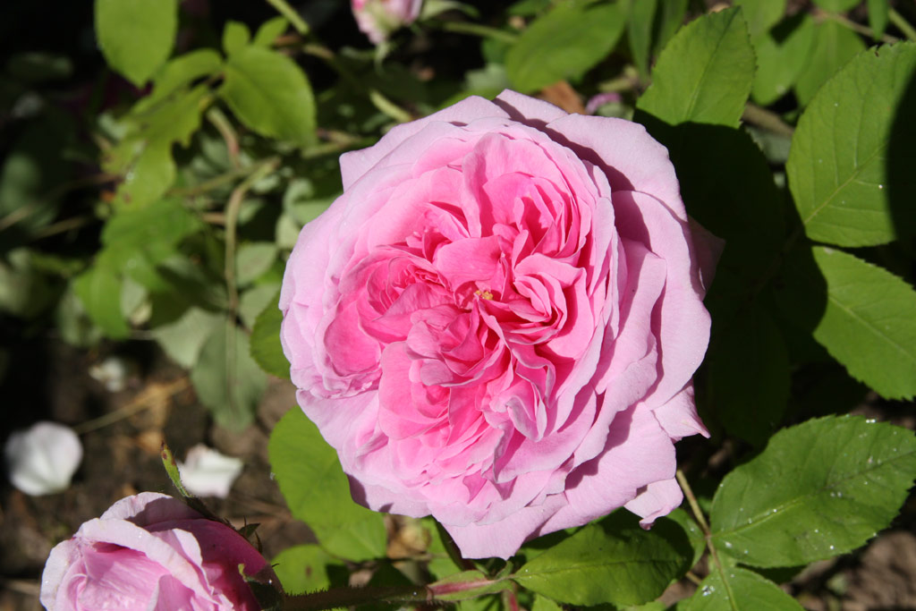 růže Comte de Chambord