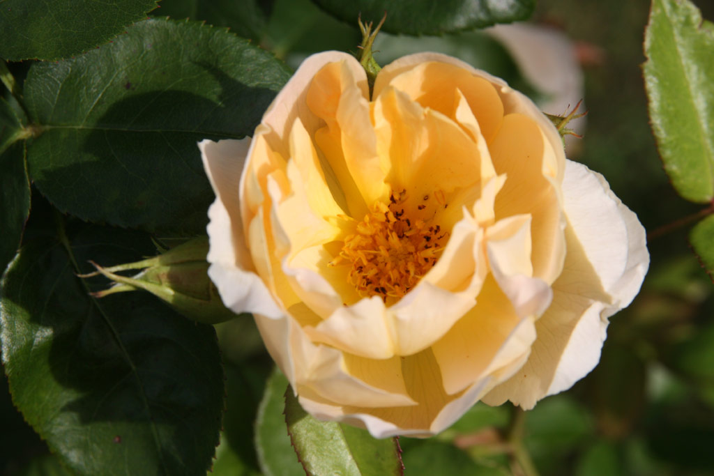 růže Comtes des Champagne