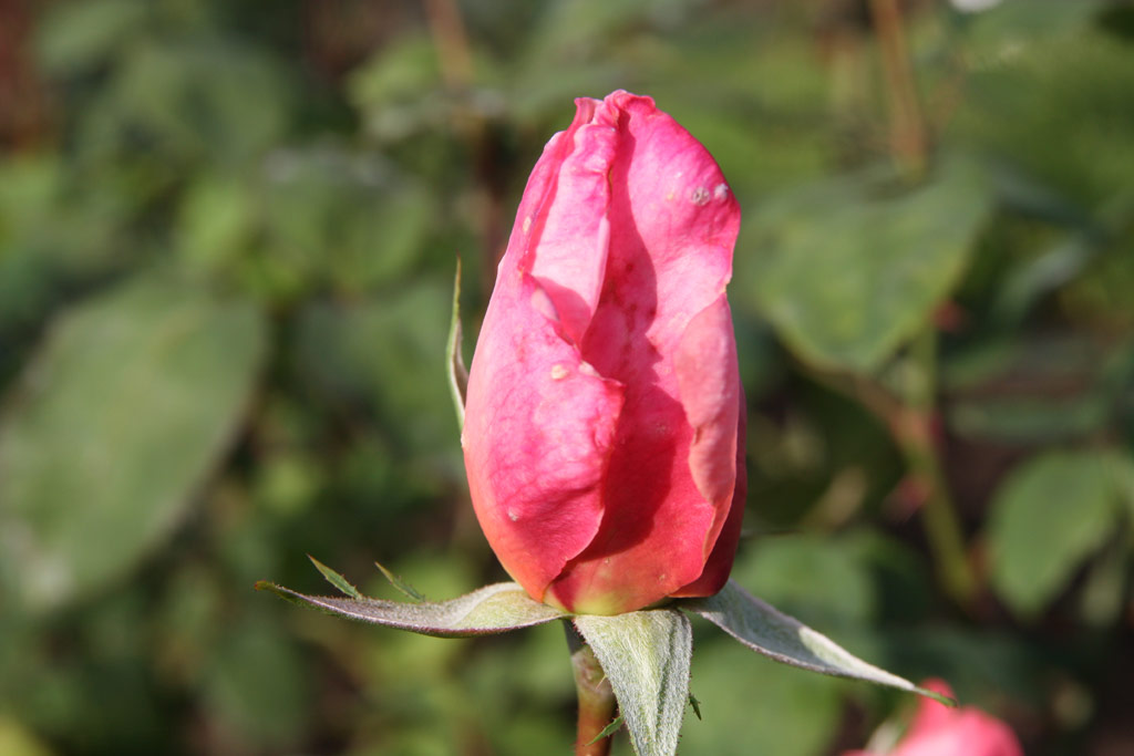 růže Comtesse Anne de Bruce