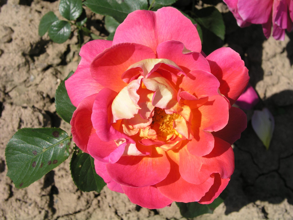 růže Condesa de Sastago