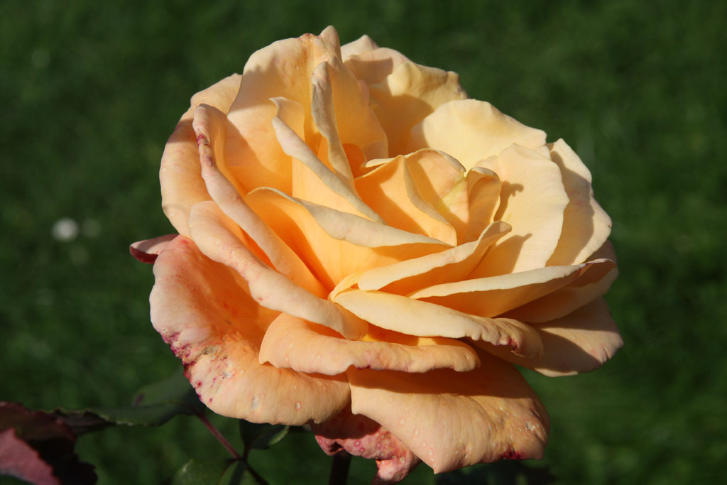 růže Confidence (Sangerhausen)