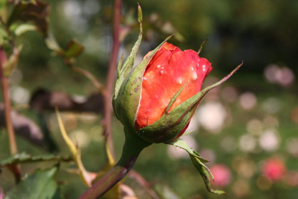 růže Confidence (Sangerhausen)