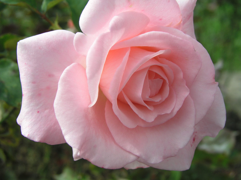 růže Congratulations