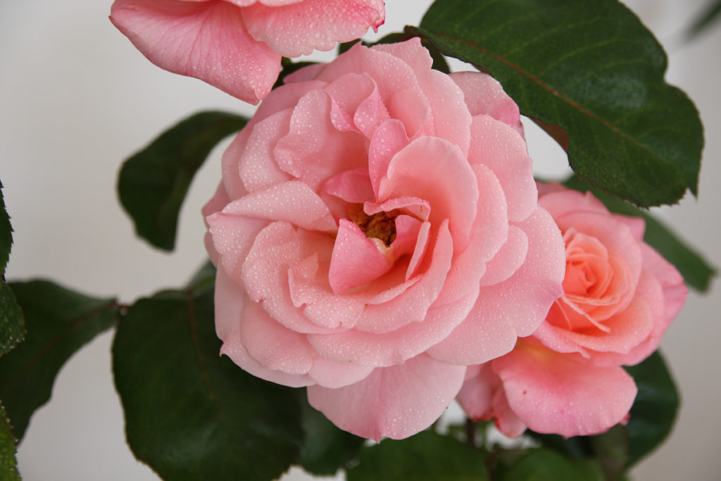 růže Congratulations