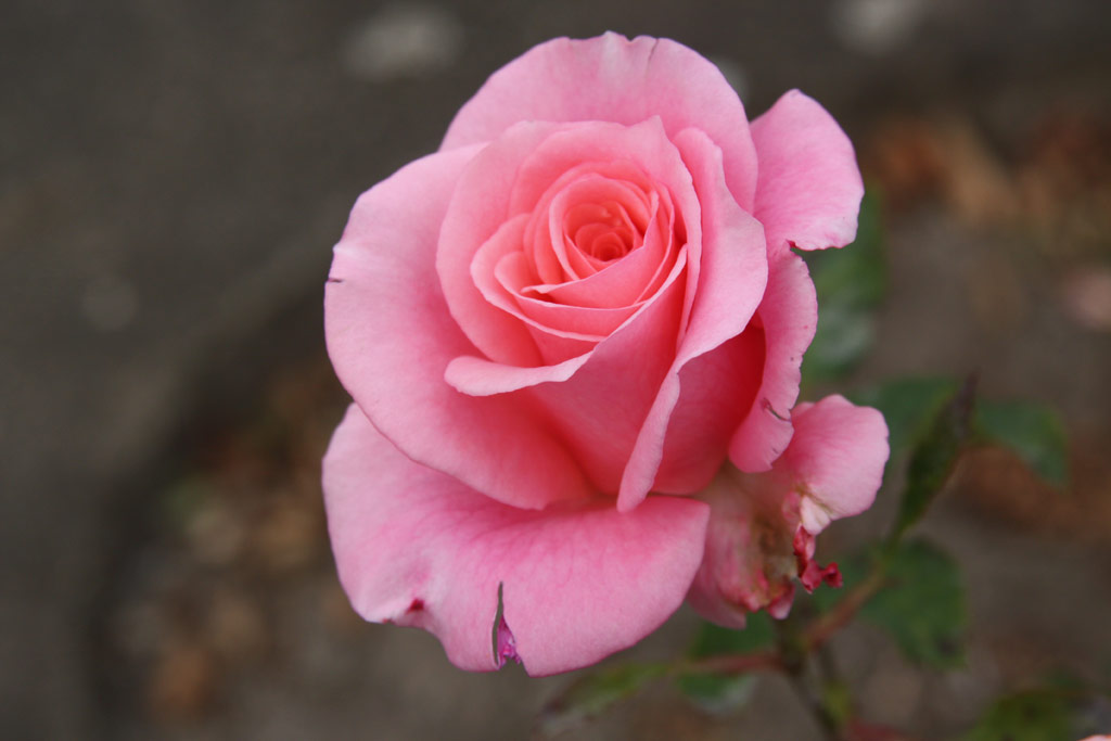 růže Congratulations