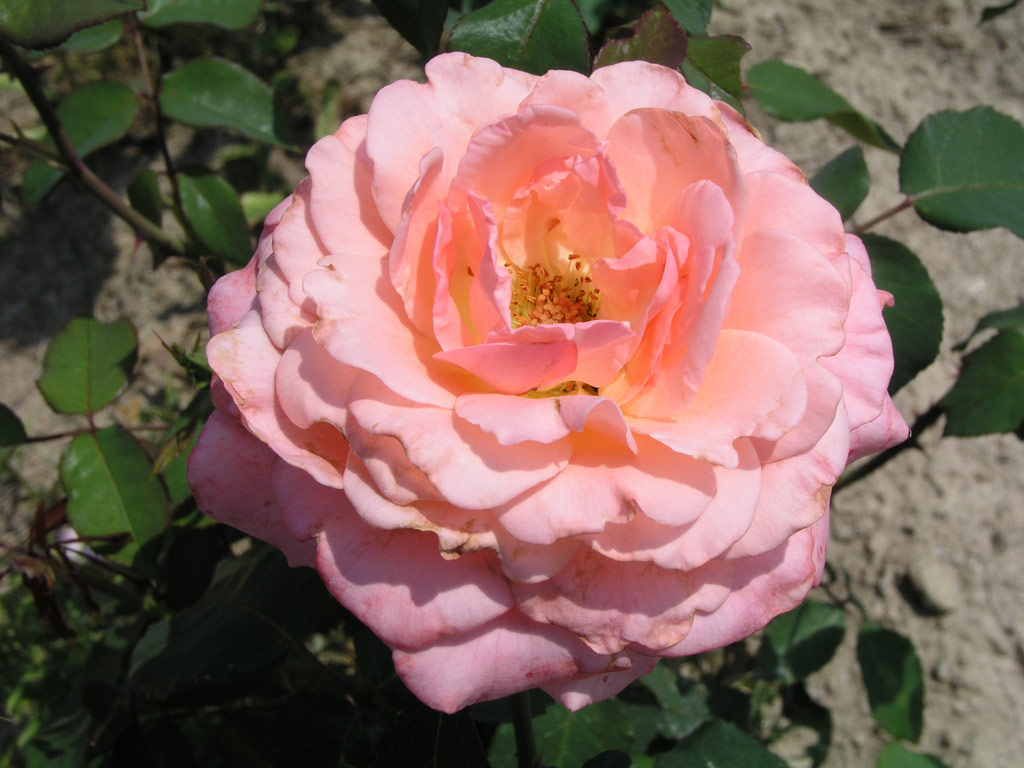 růže Congratulations