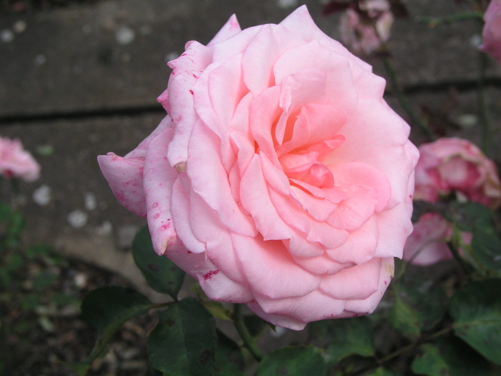 růže Congratulations