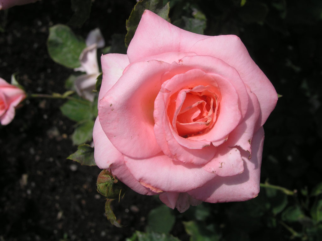 růže Congratulations