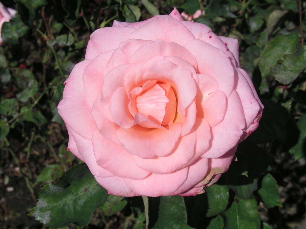 růže Congratulations