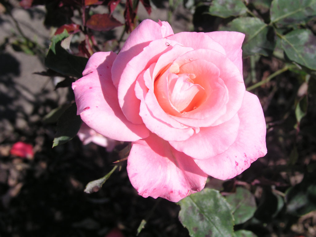 růže Congratulations