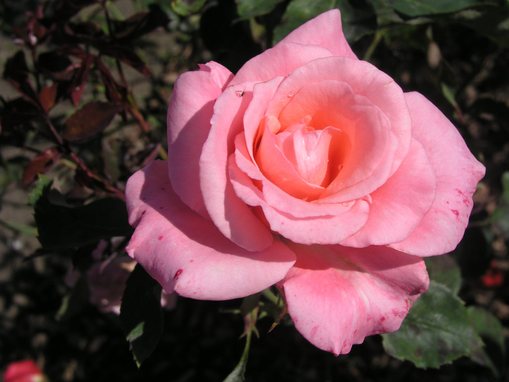 růže Congratulations