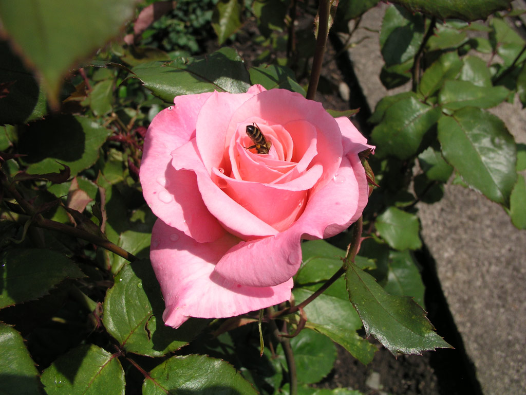 růže Congratulations