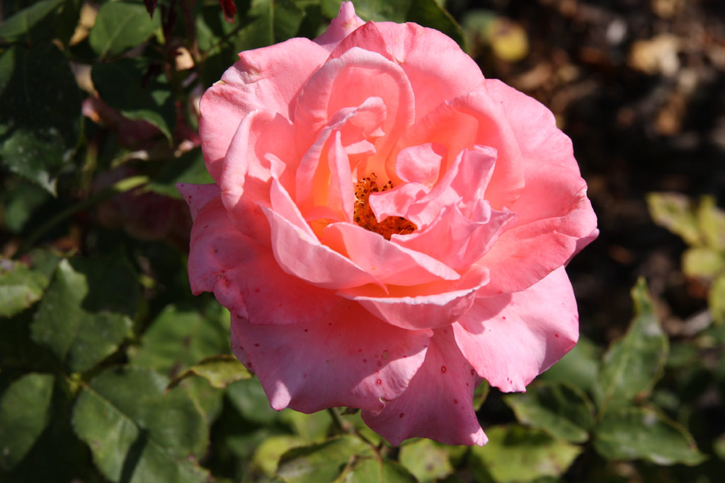 růže Congratulations