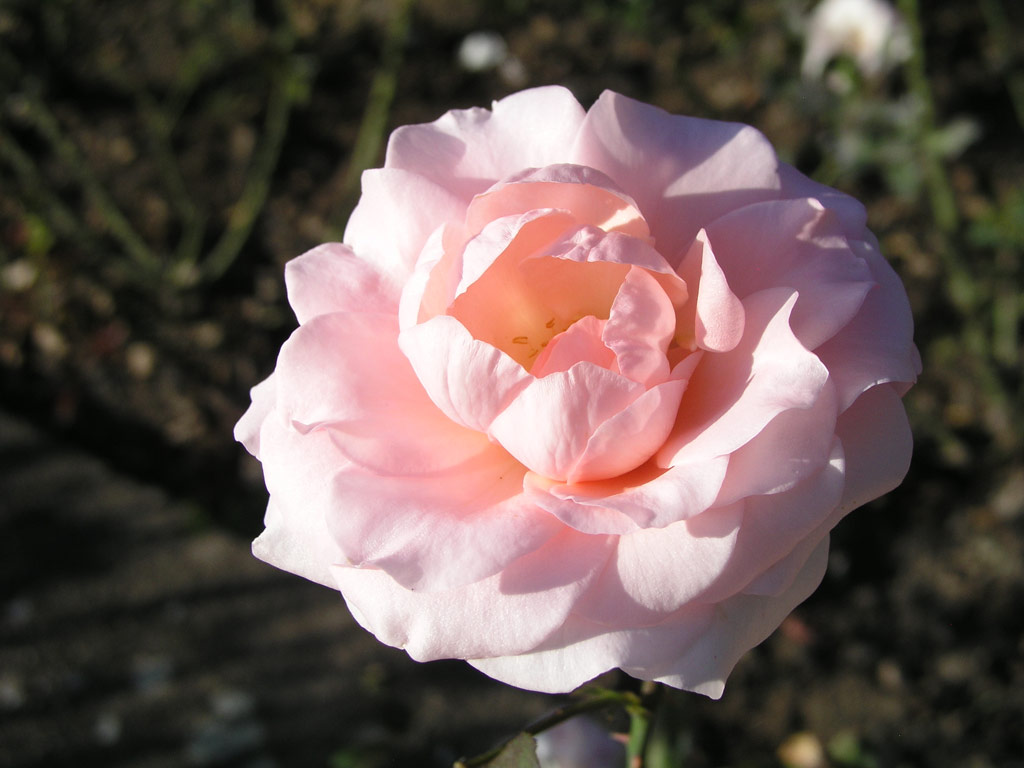 růže Congratulations