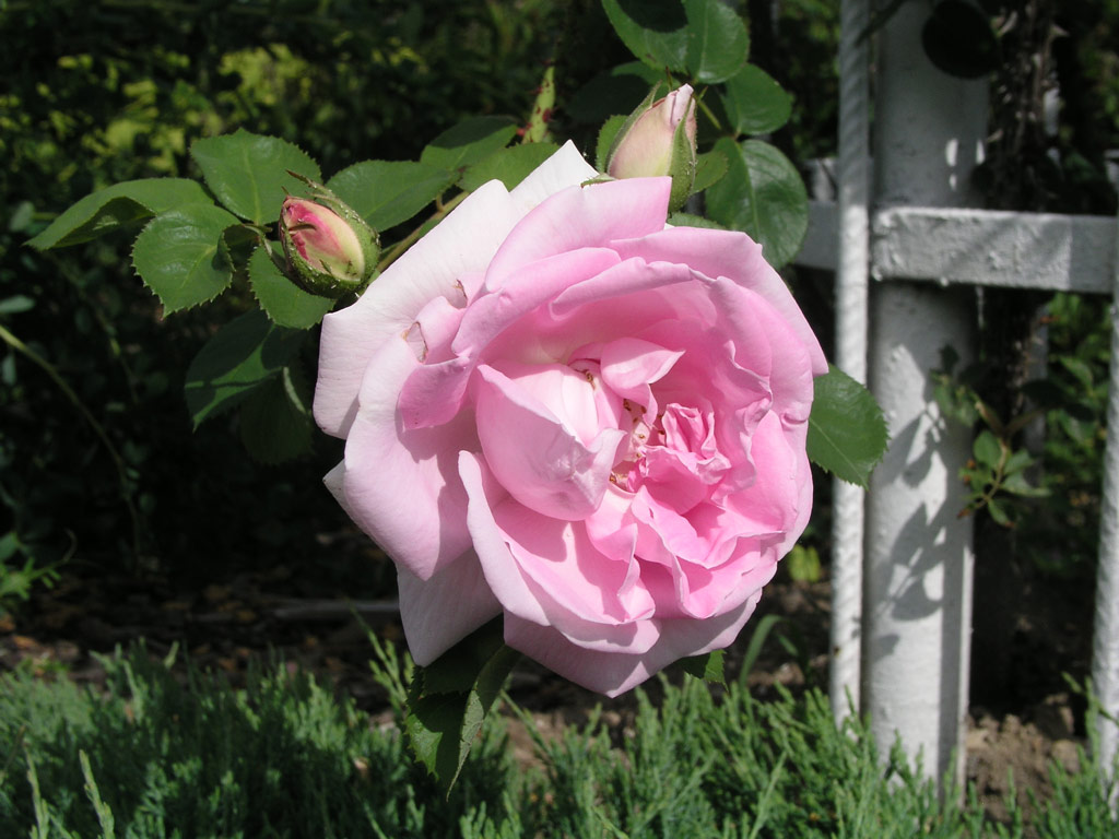 růže Conrad Ferdinand Meyer