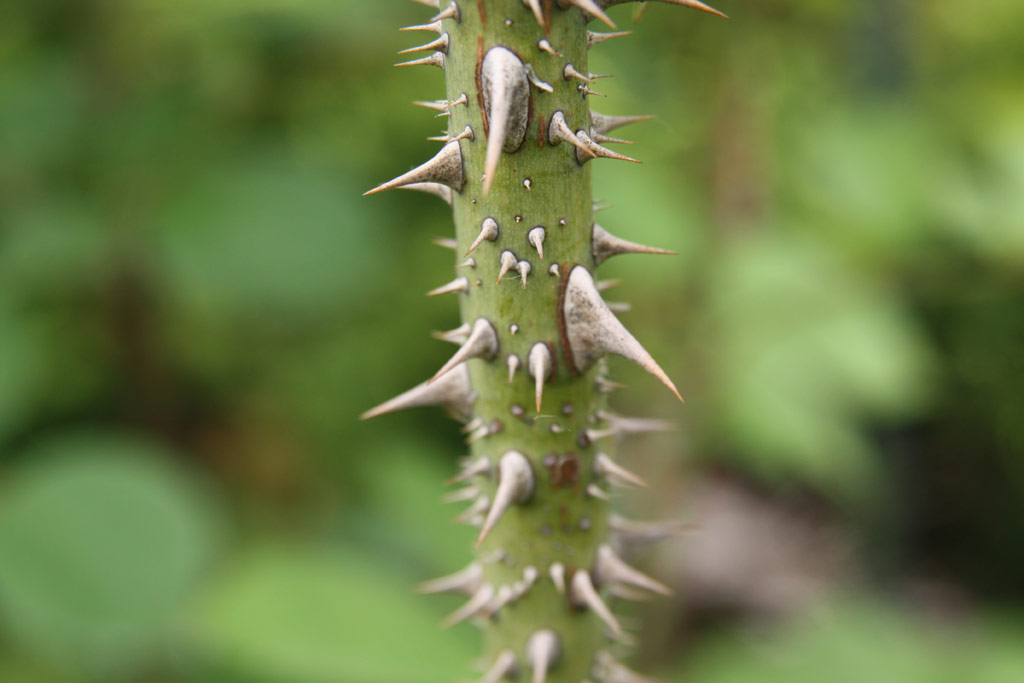 růže Conrad Ferdinand Meyer