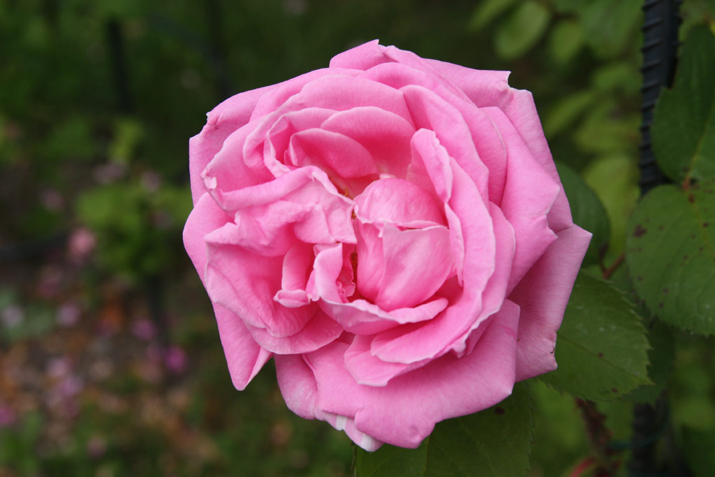 růže Conrad Ferdinand Meyer