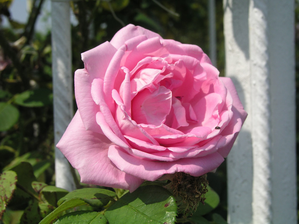 růže Conrad Ferdinand Meyer