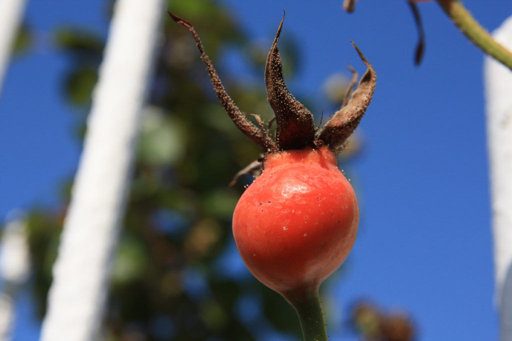 růže Conrad Ferdinand Meyer