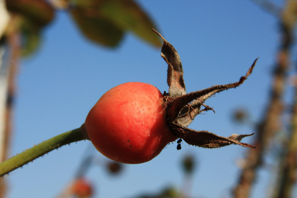 růže Conrad Ferdinand Meyer