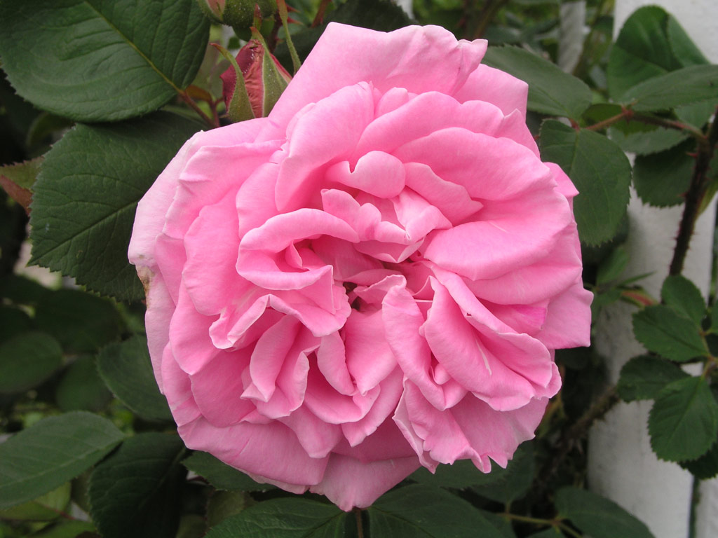 růže Conrad Ferdinand Meyer