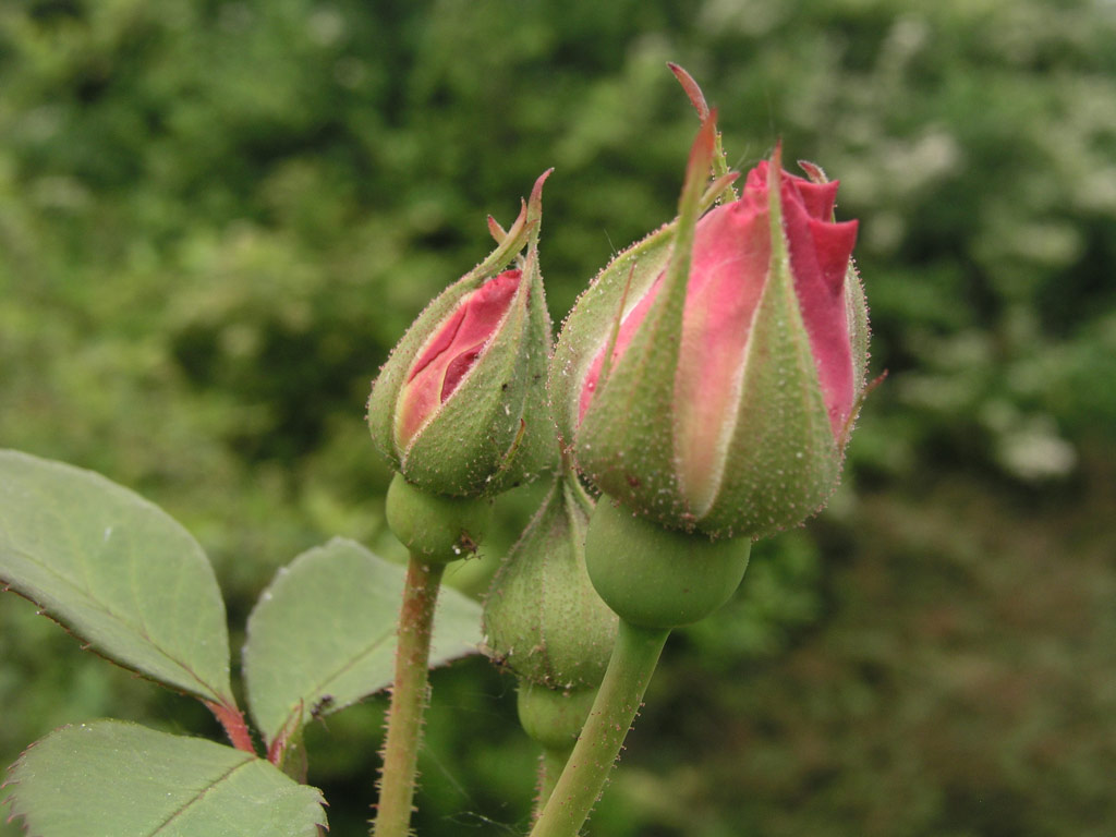 růže Conrad Ferdinand Meyer