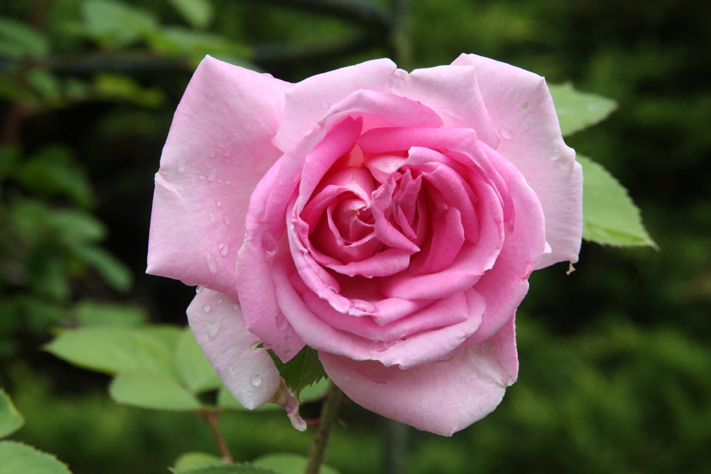 růže Conrad Ferdinand Meyer