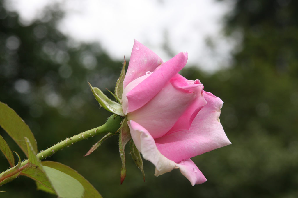 růže Conrad Ferdinand Meyer