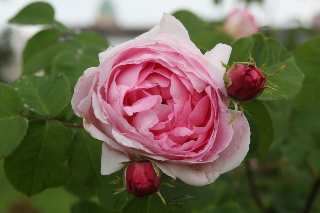 růže Constance Spry