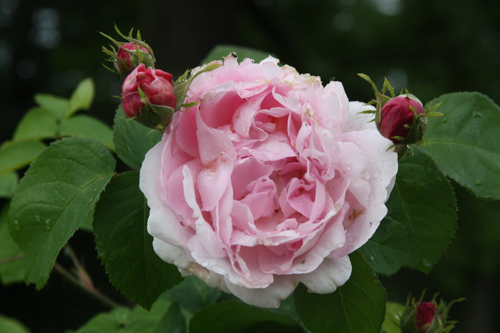 růže Constance Spry