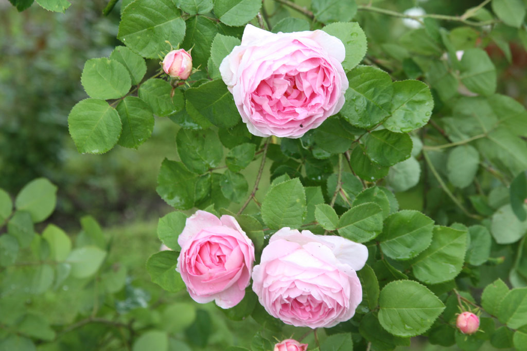 růže Constance Spry