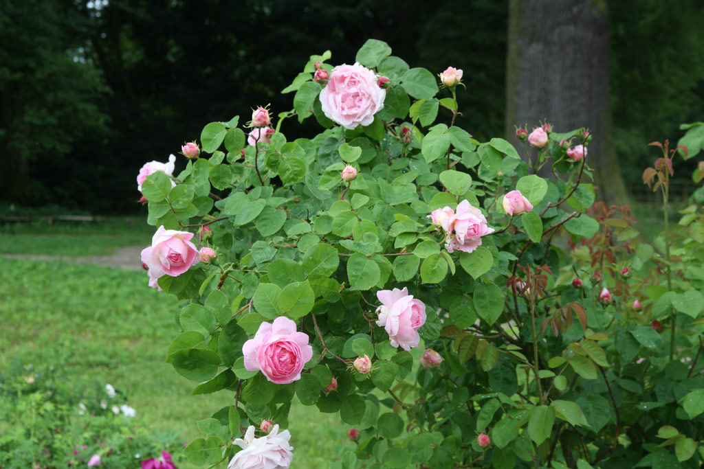 růže Constance Spry