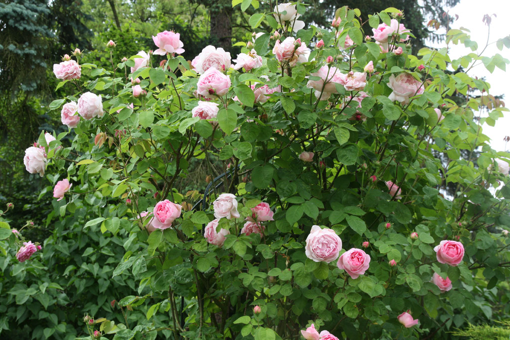 růže Constance Spry